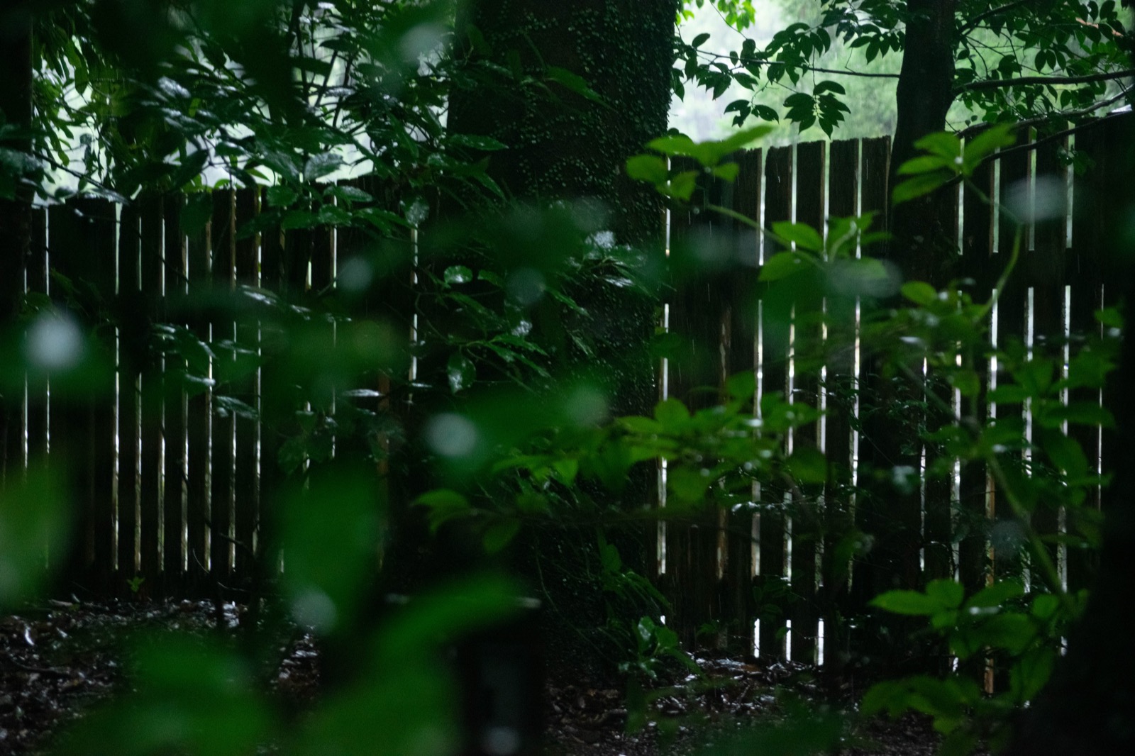 DSC_0151.jpeg