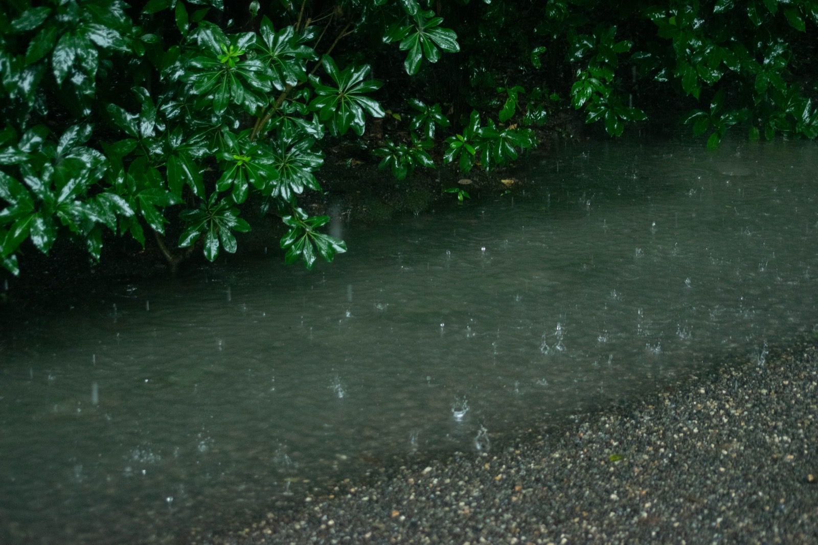 DSC_0291.jpeg