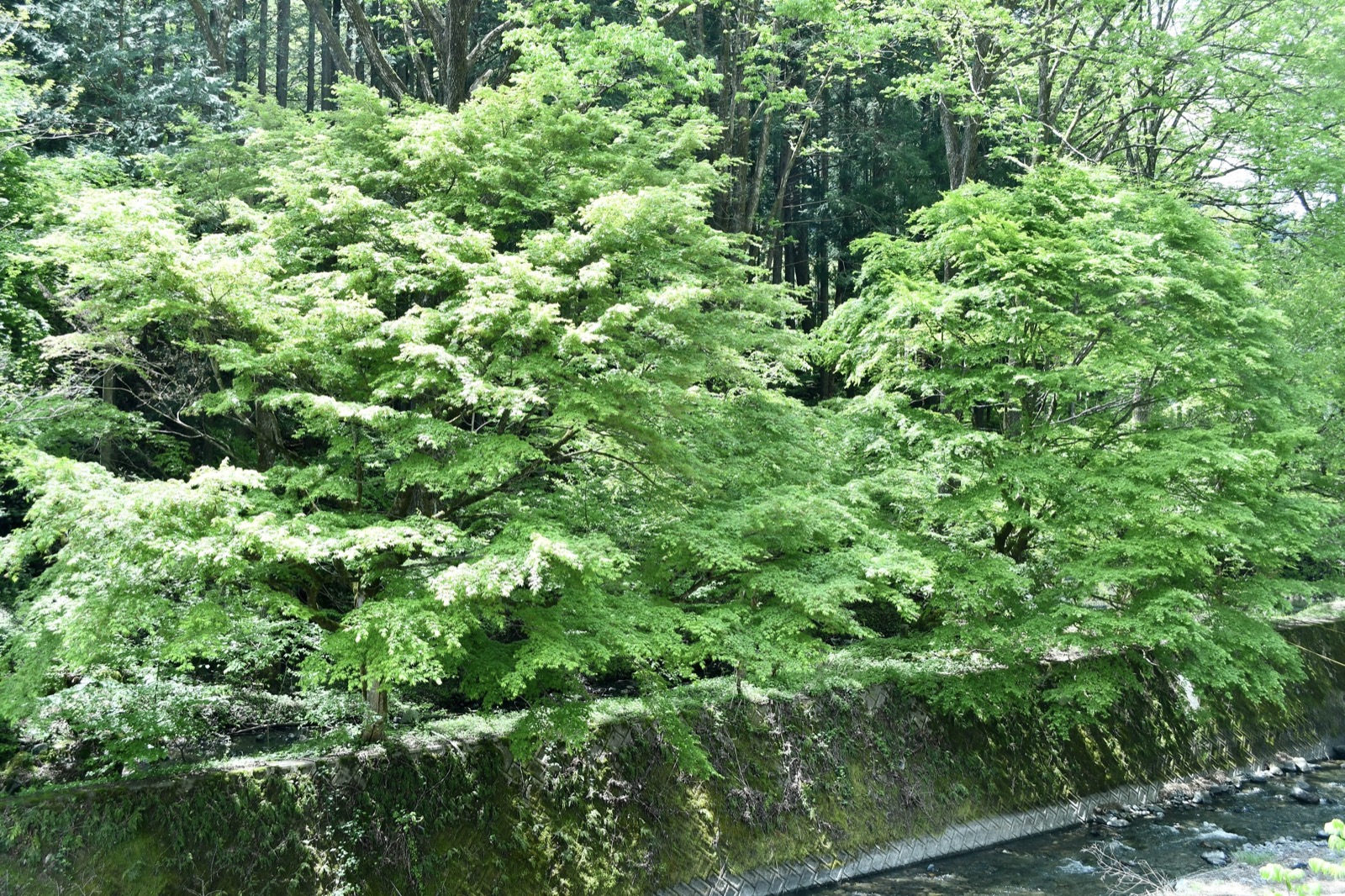DSC_4322-3.jpeg